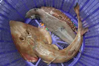 One man's race to save critically endangered guitarfish in Ghana