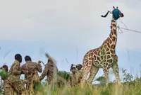 Giraffes are relocated to escape oil drilling in Uganda's largest park