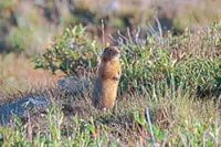 Ancient squirrels once ate woolly mammoth meat – the proof is in the poop