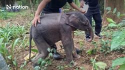 Rescued wild elephant calf in critical condition after being found alone in Kanchanaburi