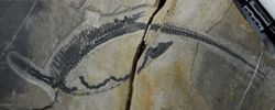 Chinese fossil shows internal organs of prehistoric marine reptile