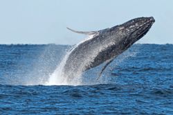 Whale 'supergroups' show that numbers are rebounding, but Iran war holds dangers