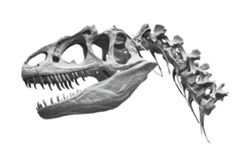 Fossils challenge assumptions on how animals adapted to land