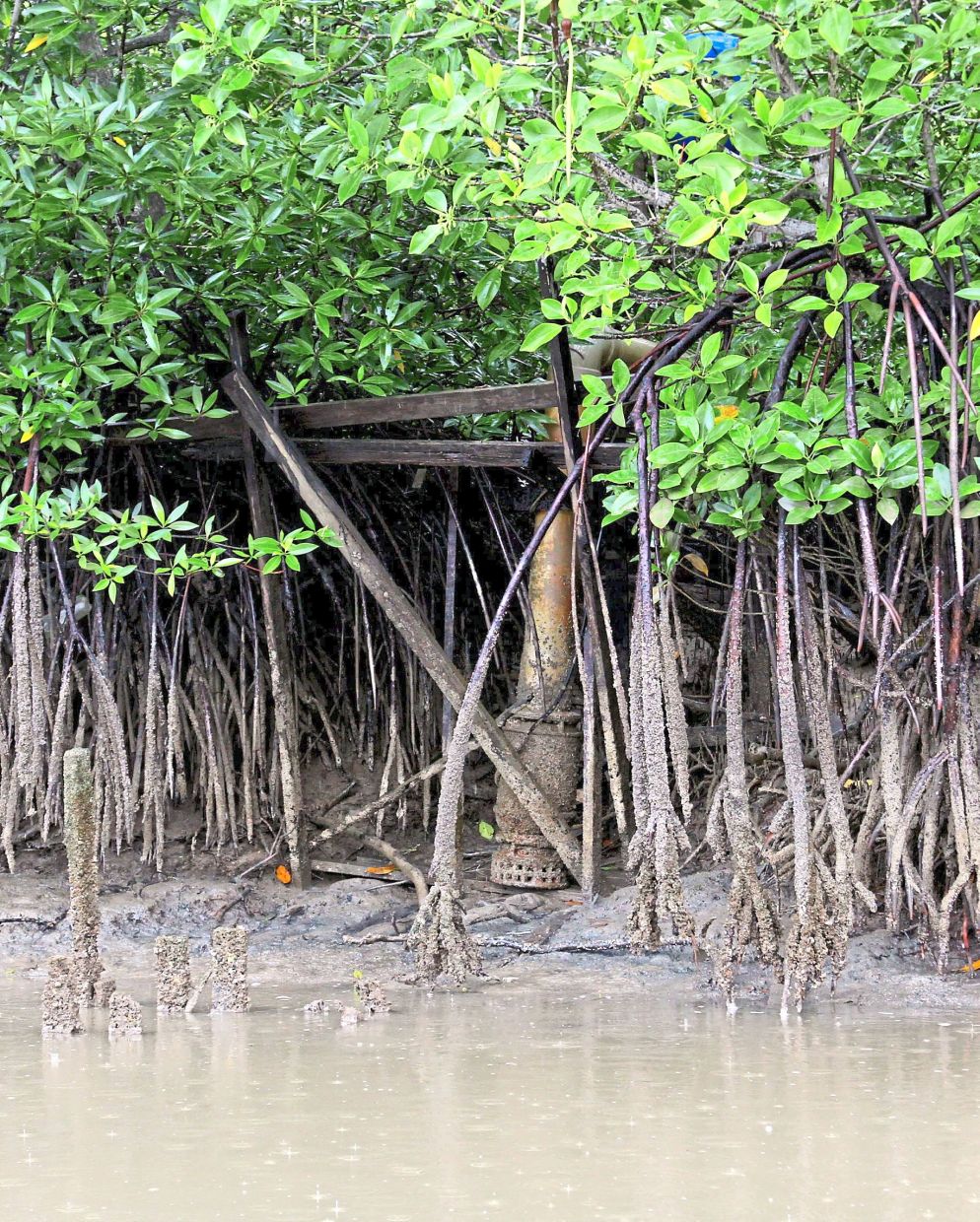 Mangrove forests are now acknowledged not only to be worthy of protection but as urgently in need of conservation measures. — Filepic/The Star