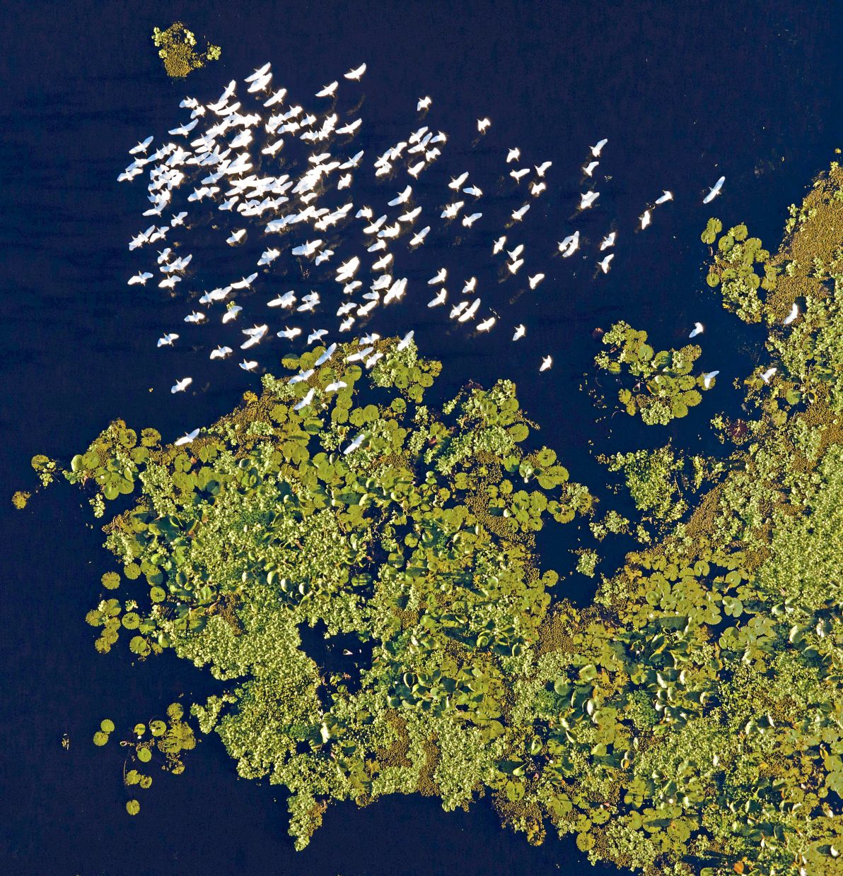Mangroves provide many vital ecological services, including serving as a habitat for a variety of wildlife, from proboscis monkeys to kingfishers and white-bellied sea eagles. — CLAUDIO TELLAECHE RULLAN/Ocean Image Bank