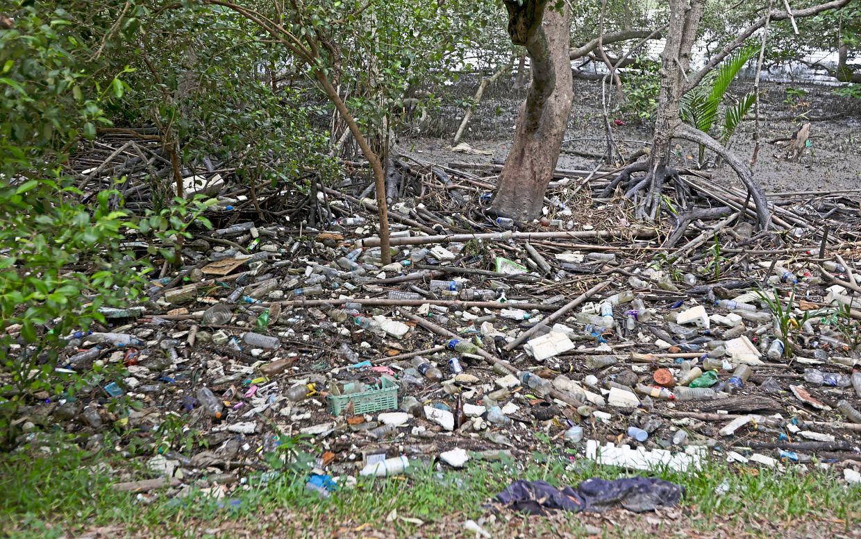 A lack of appreciation for mangrove forests can lead to this sad sight: Garbage trapped between the roots of trees in a forest in Penang. — Filepic/The Star