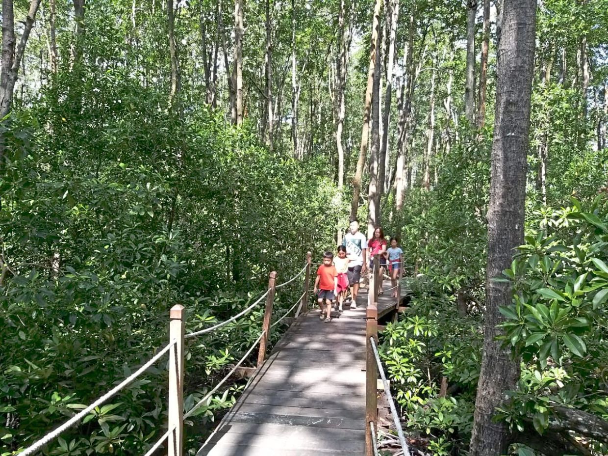 Ecotourism can help conservation efforts as states see the value in preserving mangrove forests instead of draining them and developing the land. — Filepic/The Star