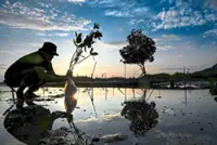 Ecowatch: It's about more than planting trees