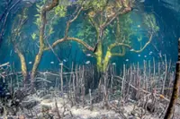 Ecowatch: Looking beyond the mud of Malaysia's mangrove forests