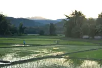 Agriculture Department launches smart irrigation system to help farmers optimise water use