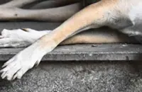 Two Klang council officers called to help in police investigation on Rocky's death