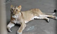 Heatstroke kills three lions at Tokyo zoo, autopsies confirm
