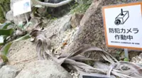 Plant thefts at Japan’s botanical gardens threaten rare species conservation