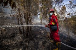 Climate summit in Indonesia calls for faster action, deeper green cooperation