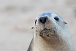 Growing outbreak of H5N1 bird flu in South Australia a threat to endangered sea lions, expert warns