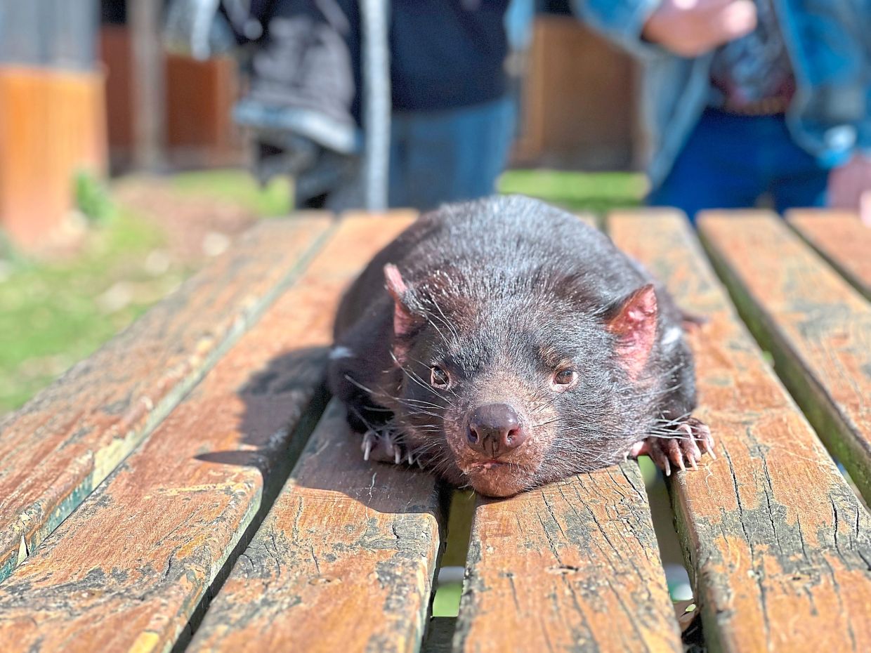 Tasmanian devils are named so because of their eerie screeches and reddish ears.