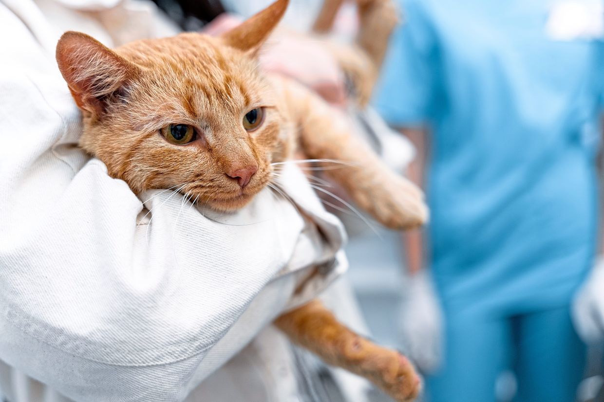 Veterinary lab fees likely to go up