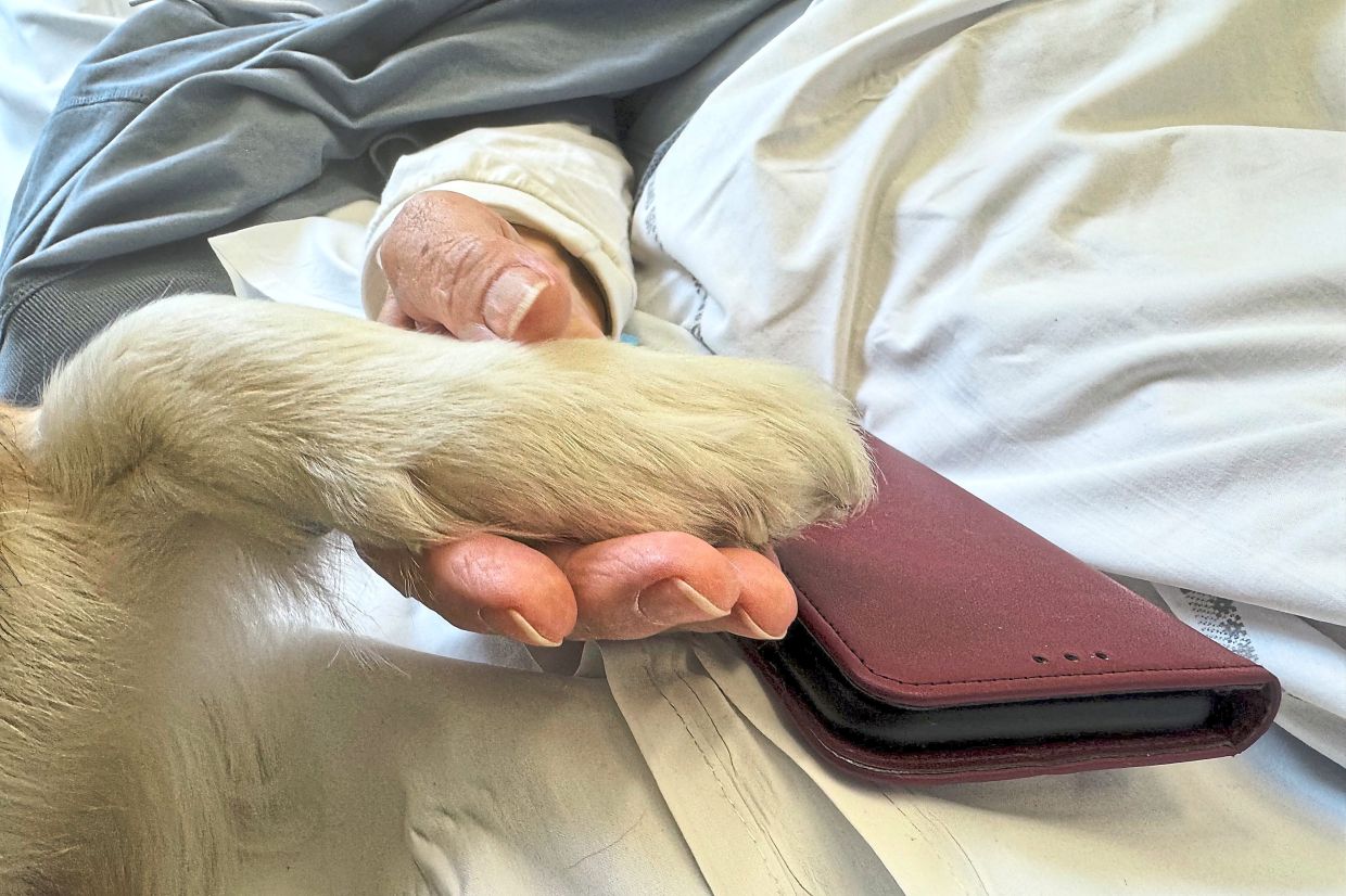 The presence of a beloved pet can ease the physical and spiritual pain of terminally ill patients