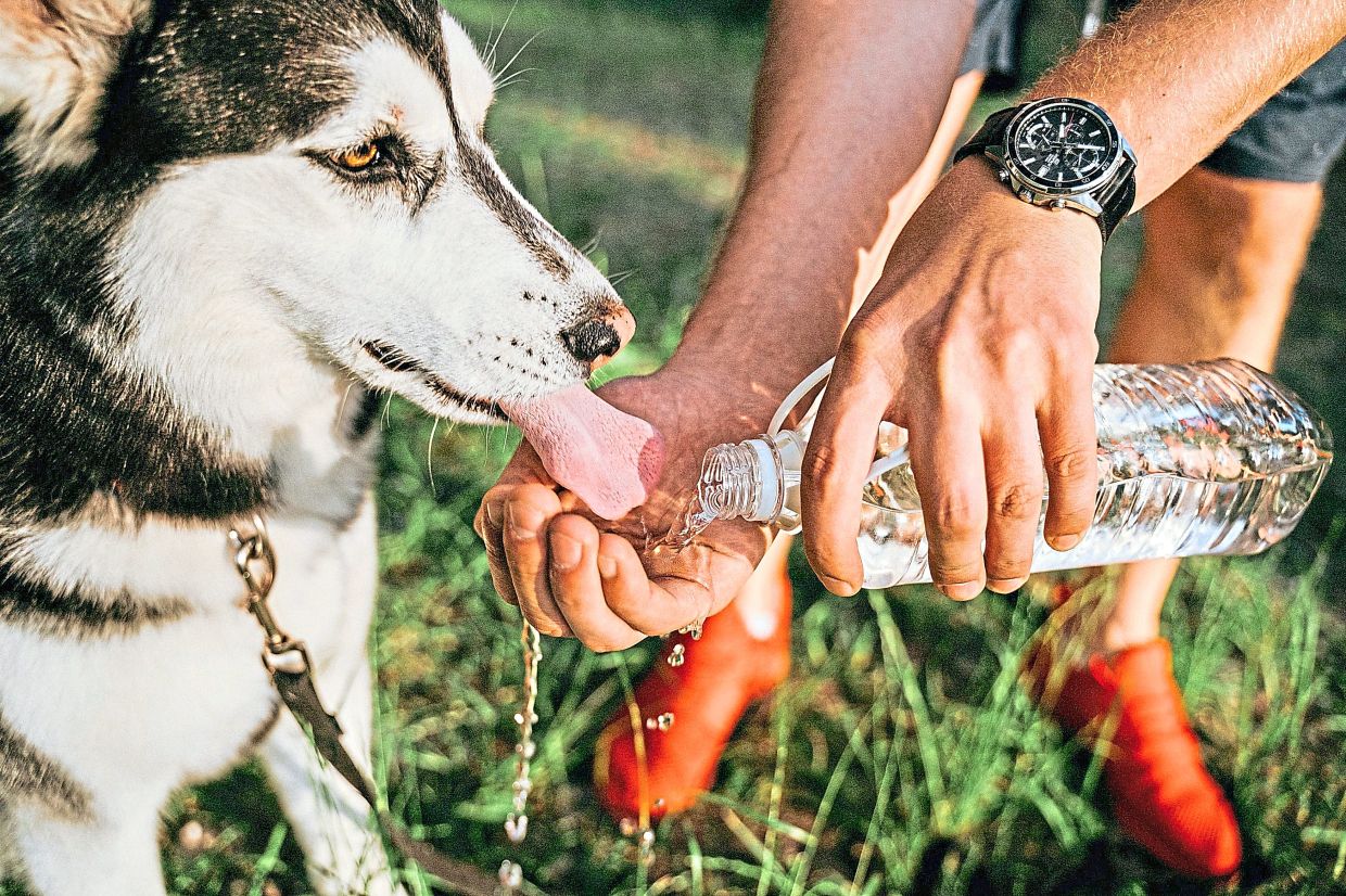 How to keep your pets safe if the weather is hotter than usual