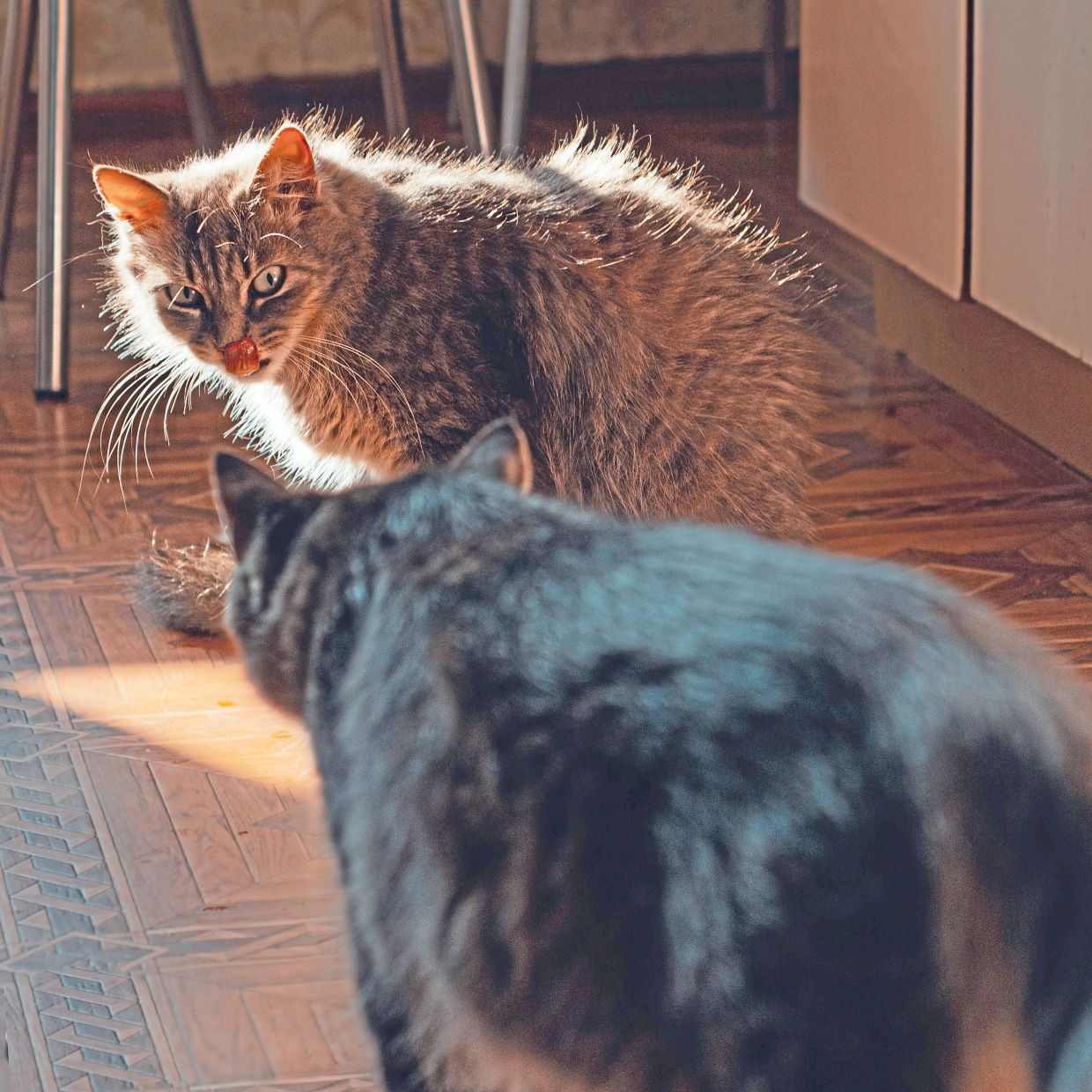 In multicat households, subtle and chronic tension can be hard for owners to identify.