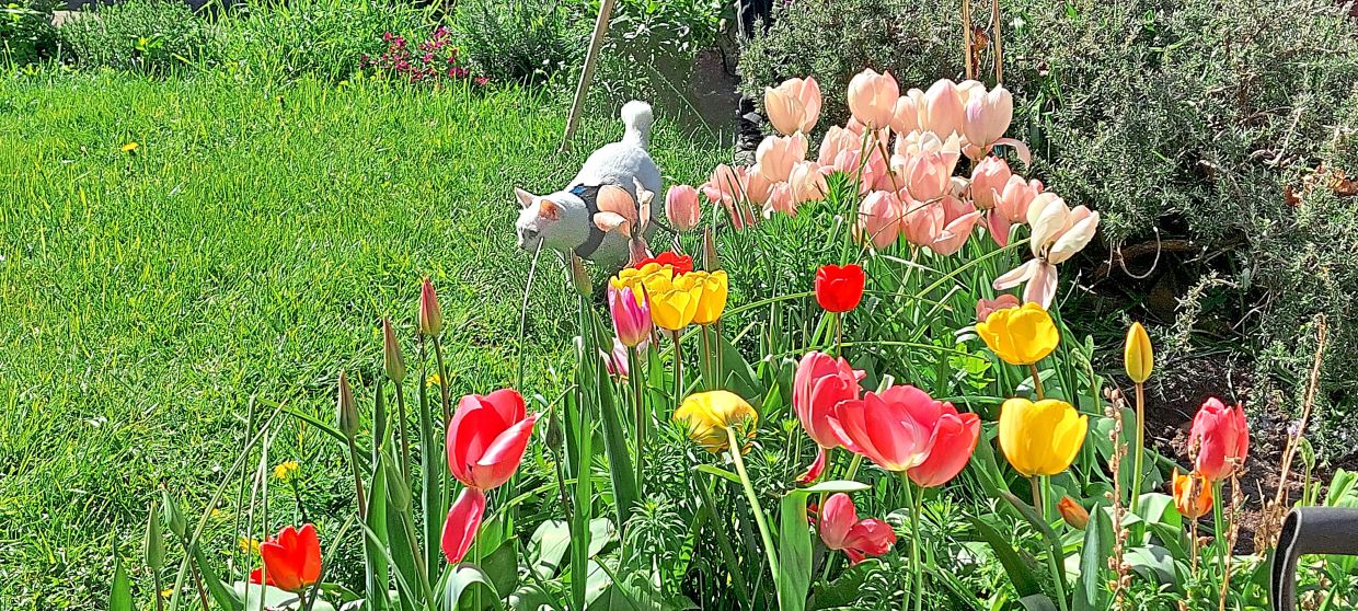 Tic Tac in the flower border.