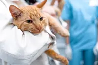 Veterinary lab fees likely to go up