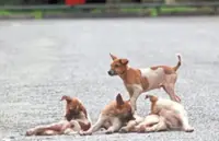 Council workers queried over stray handling