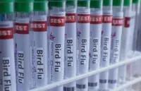Australia bird flu outbreak grows as infections triple in a week