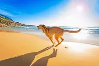 How to keep your dog cool and comfortable when it's bright and sunny
