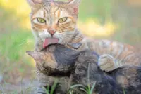 Think your cat Is being nice when grooming another cat? Think again