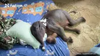 Thailand's lost wild elephant calf Jiew Sai Yok dies after suspected acute kidney failure