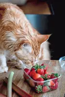 When it comes to scent, cats have super sniffing powers