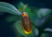 Ancient beetle fossil sheds light on firefly glow and antenna evolution
