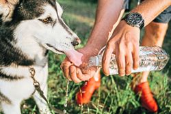 How to keep your pets safe if the weather is hotter than usual