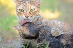 Think your cat Is being nice when grooming another cat? Think again