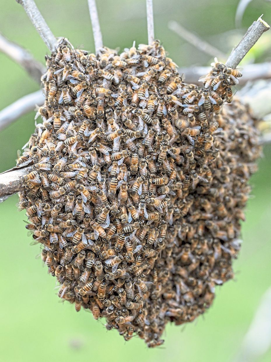 A swarm of honeybees in Baker, West Virginia, on May 9, 2026. In a lot behind a disused West Virginia gas station at the foot of the Appalachian Mountains, Roy Funkhouser is surrounded by about a dozen beekeepers and hundreds more buzzing bees. The group -- and beekeepers across the country -- face a new challenge: The governments closure of a key research facility, home to the nations oldest bee lab that has been at the vanguard of research into bee ills for over a century.Funkhouser, a veteran commercial beekeeper, should have around 1,200 hives under his care. This year, he's sitting on less than 200. (Photo by Paul Blake / AFP)