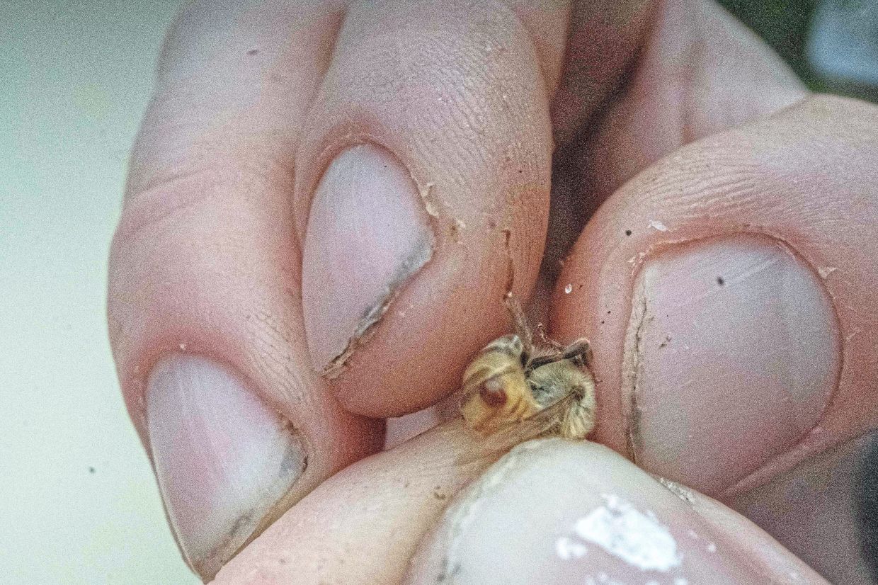 A ‘varroa destructor’ mite is seen as a small brown lump on the rear of a honey bee in Baker, West Virginia. Varroa mites are ‘the most serious pest of honey bees (inset) inflicting more damage and higher economic costs than all other apicultural diseases’, according to the US Department of Agriculture. — AFP
