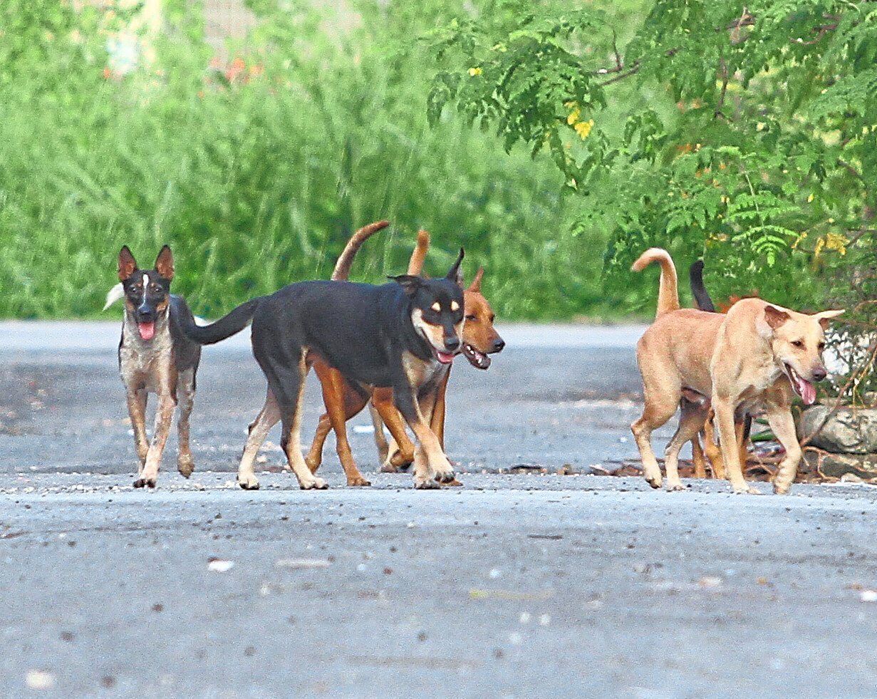 Council enlists NGOs to help tackle stray dog issue