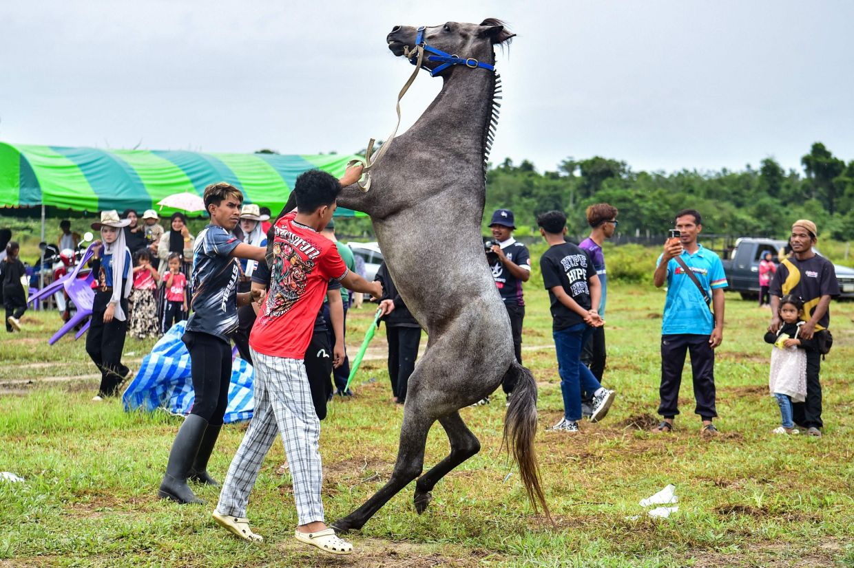 A horse rears up as jockeys prepare to compete before a traditional horse race in Narathiwat town, southern Thailand. -- Photo by Madaree TOHLALA / AFP