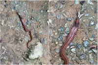Rare, venomous blue-necked keelback snake spotted at Singapore's MacRitchie Reservoir