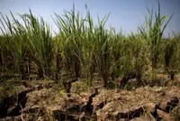 Strong El Niño could push 49 million more people into acute hunger, UN agency says