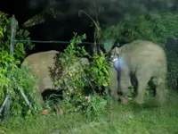 Nearly 3,000 Kinabatangan villagers live in fear of elephant incursions