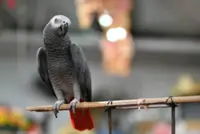 Hong Kong exotic pet expo host charged with illegal possession of endangered species