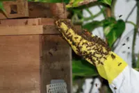 QuickCheck: Is it true that heavy downpours can cause bee colonies to migrate?