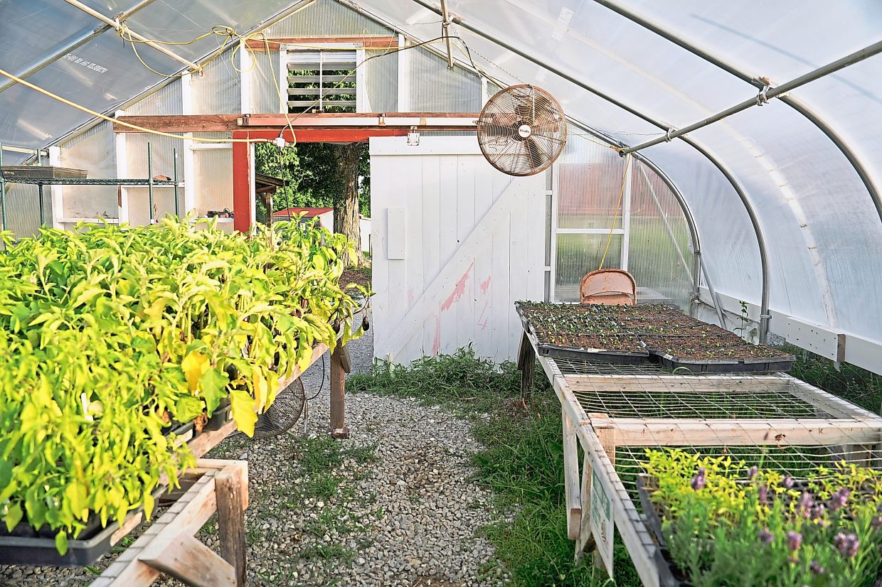 Crops growing inside a greenhouse as fans run to keep the temperature down at a farm in Brooksville, Kentucky. — AP