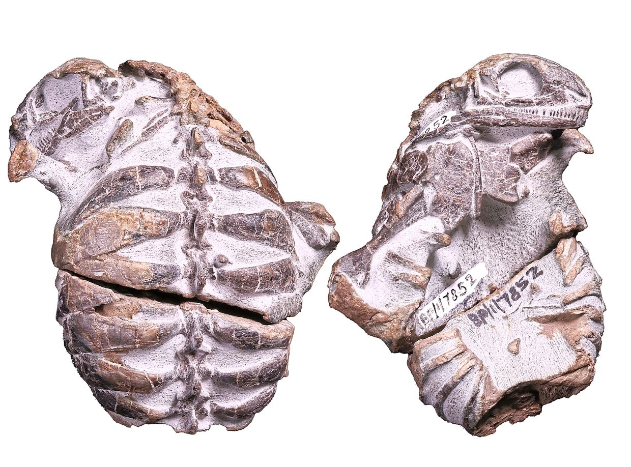 A fossil Eunotosaurus, which lived 260 million years ago. — Jenkins et al., Current BIology via The New York Times