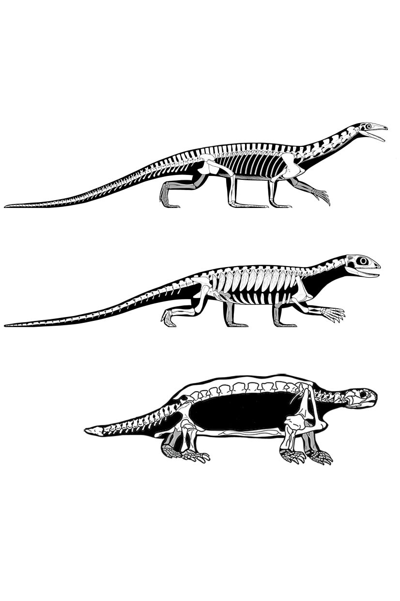 Skeletal reconstructions of, from top, Protorosaurus, a reptile that lived during the Permian period, 260 million to 251 million years ago; Pappochelys, which lived 240 million years ago and had bones on its belly that were fused together, but no top shell; and Proganochelys, which lived 220 million years ago and was one of the first turtles to have a shell. — LiterallyMiguel (Protorosaurus, Pappochelys); modified from Gaffney (1990) via The New York Times