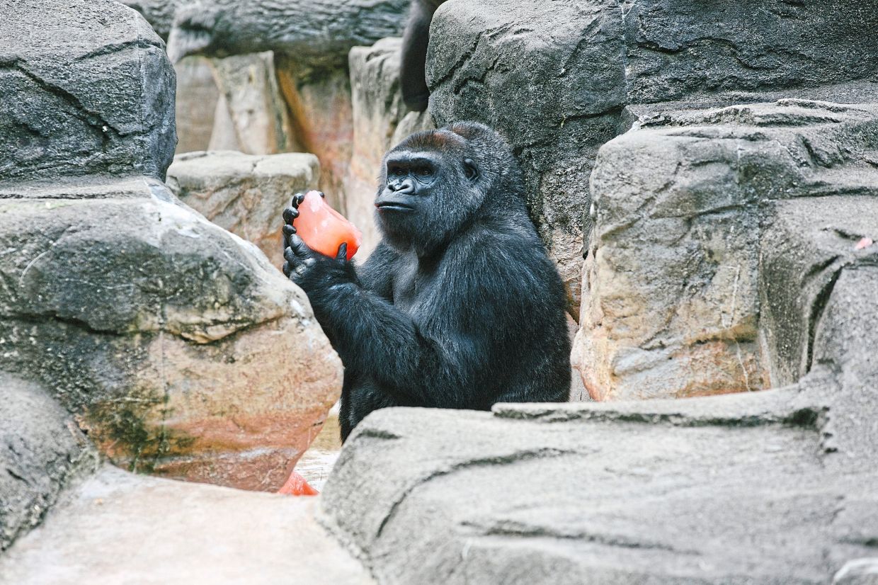 A gorilla eats a sugar-free frozen treat at the zoo.