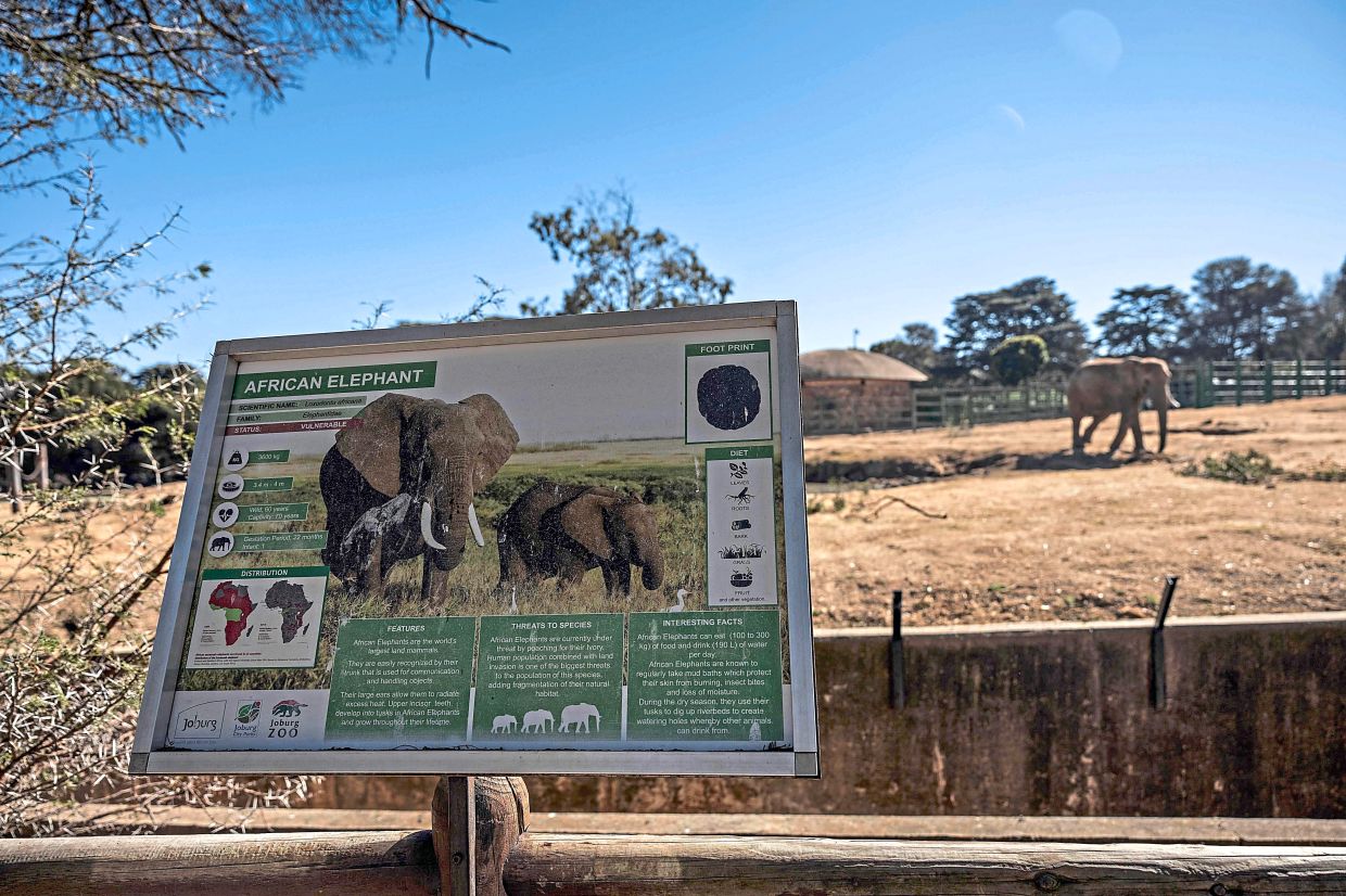 An information board displaying facts about the African elephant species, the largest in the world that's still in existence.