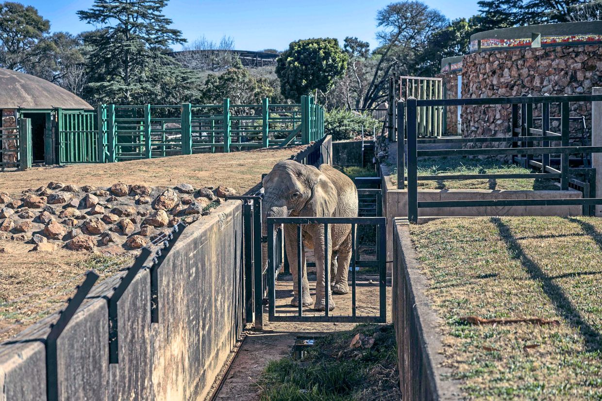 Lammie, 47, was born at the zoo and has lived there all its life.